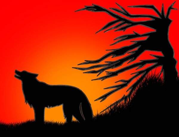 Wolf in the sunset