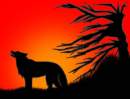 Wolf in the sunset