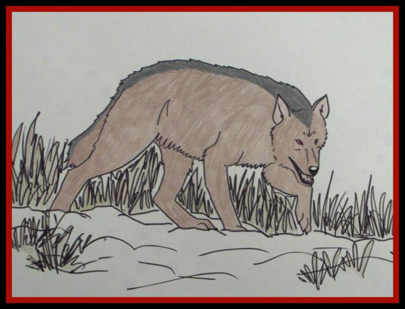 WOLF IN THE SNOW!
