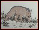 WOLF IN THE SNOW!