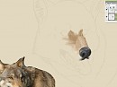 Thee wolftastical WIP