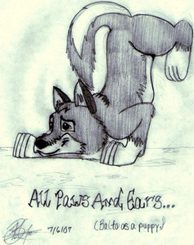 Balto As A Puppy