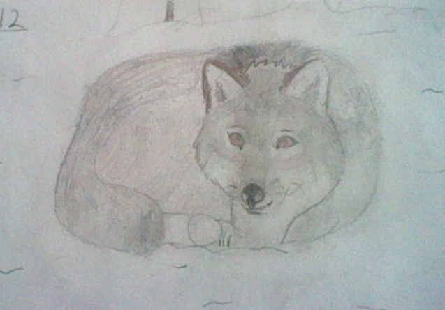 Realistic wolf drawing.