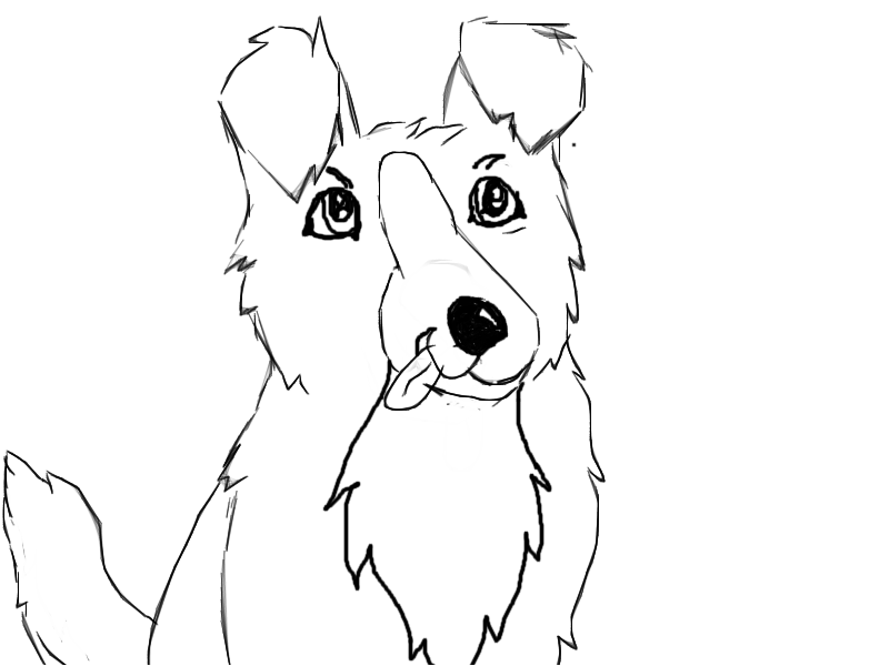 Border collie quick sketch.
