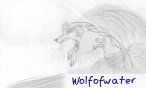 wolfofwater