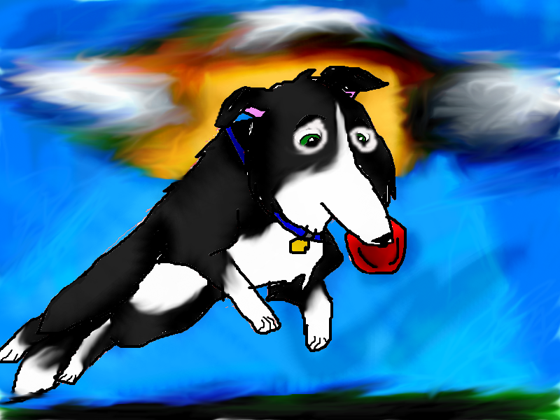 McBark the king of Frisbee catching!