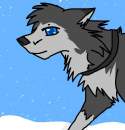 Random Husky dog