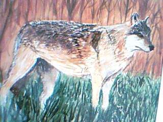 Wolf Paw in water color drawn by ME!