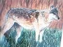 Wolf Paw in water color drawn by ME!