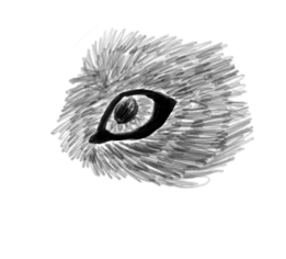 realistic wolf eye