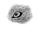 realistic wolf eye