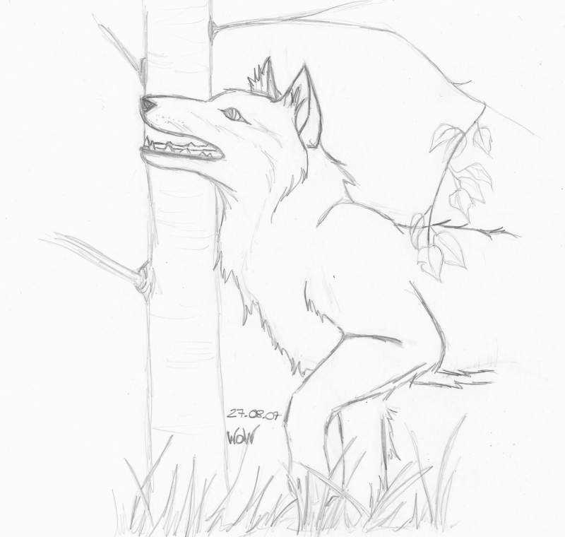 Real wolf