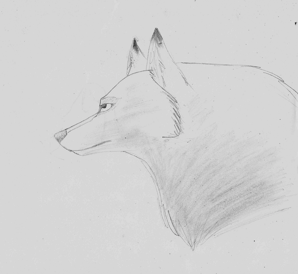 Aniu Doodle