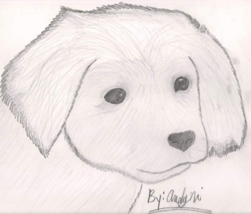 Cute Dog