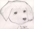 Cute Dog