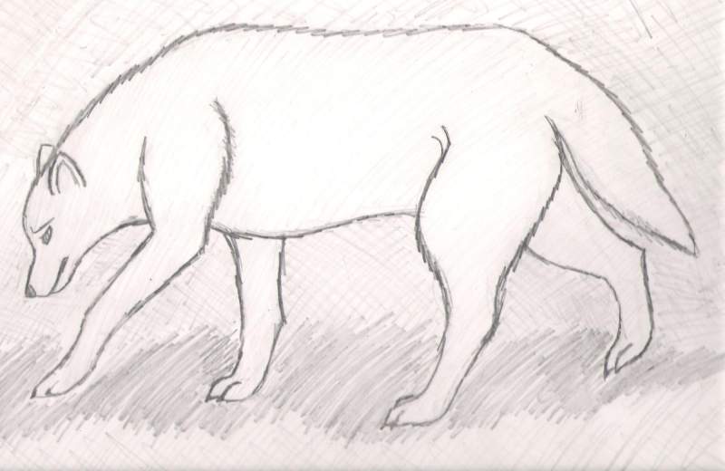 Wolf