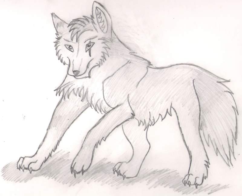 Wolf