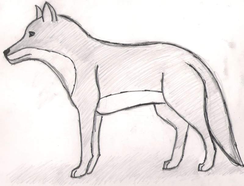 Wolf