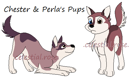 Chester and Perla Pups