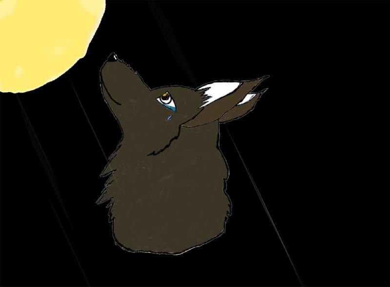 wolf and moon