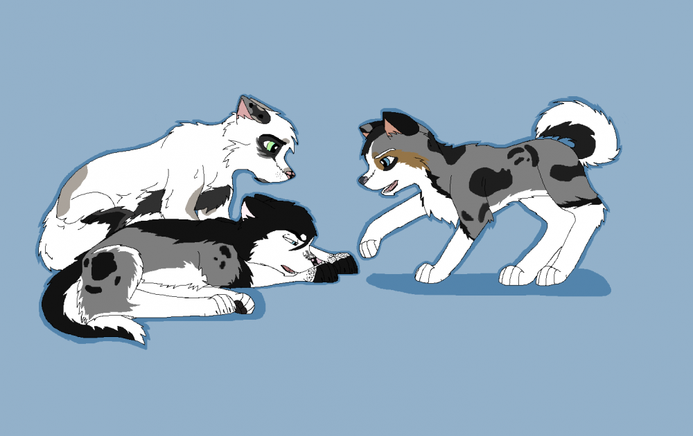 The 3 brothers as pups 