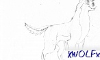 xWOLFx