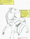  The Wolves Of Raven  Pg. 1 Preview