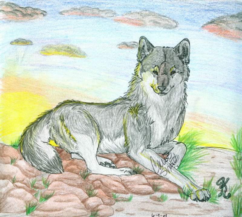 California Wolf Center - Sample