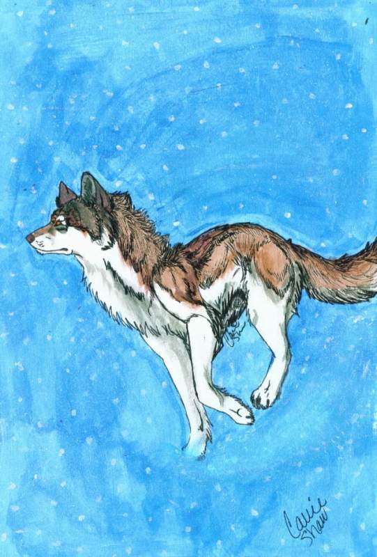 Starchaser