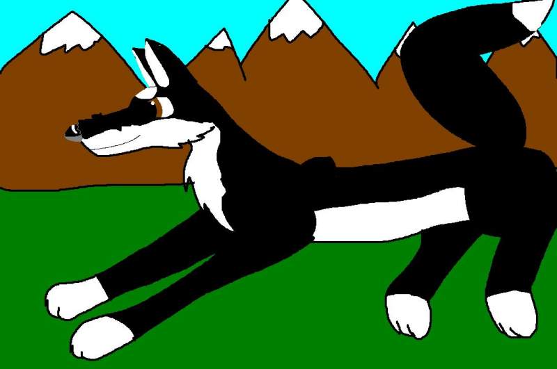 zasha running