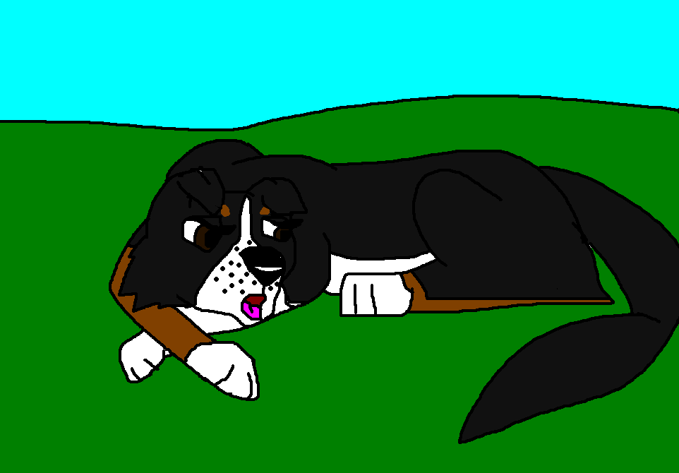 Border Collie