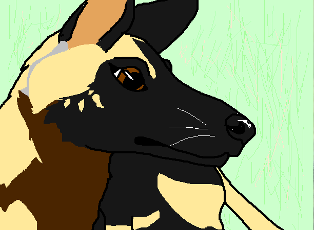 African Wild Dog