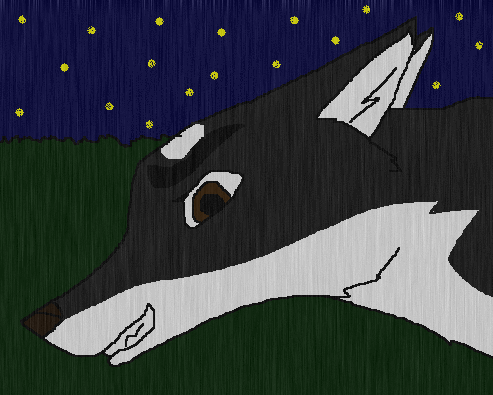 Zasha in the rain