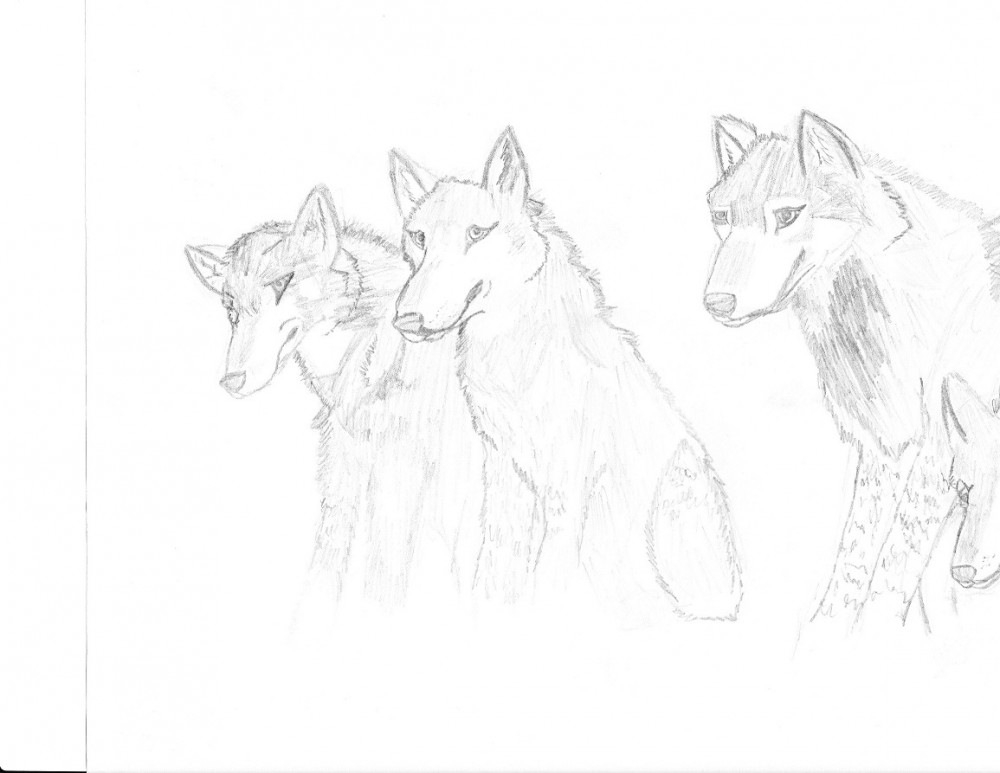 Scanned Wolf Pack
