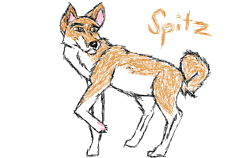Spitz