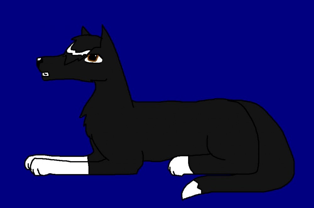 New char