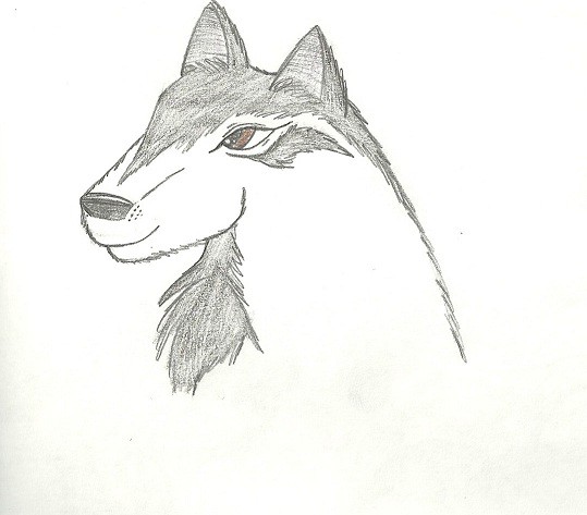 Feathertail Ref.