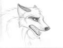 a wolf