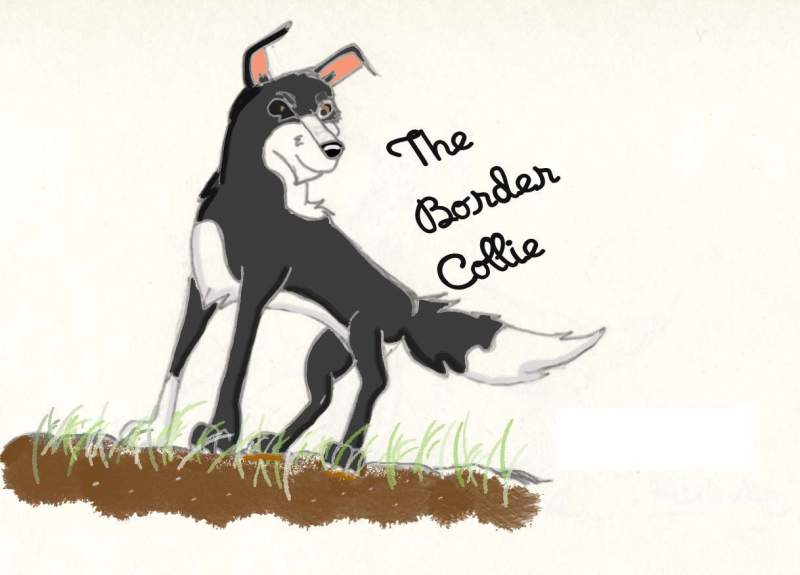 Border Collie