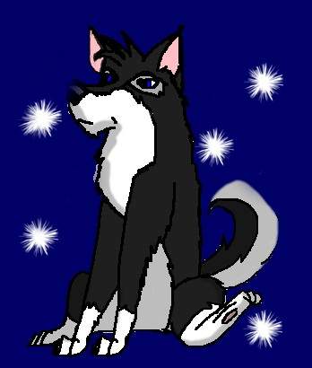 Shadow D Husky