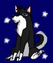 Shadow D Husky