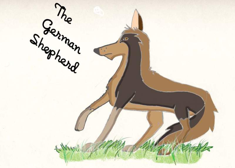 German Shepherd