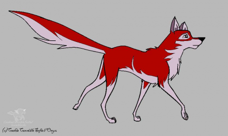 Detail Anastasia (Wolfdog)