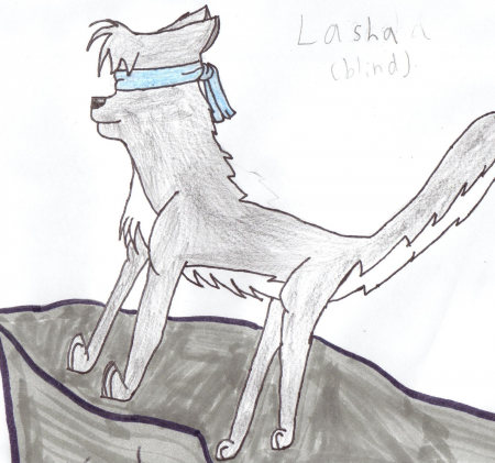 Detail Lasha