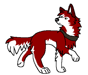 Detail Dingo(WP)