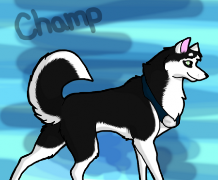 Detail Champion**