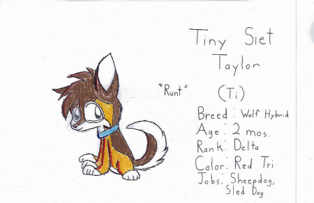 Detail Tiny Siet Taylor (Ti)