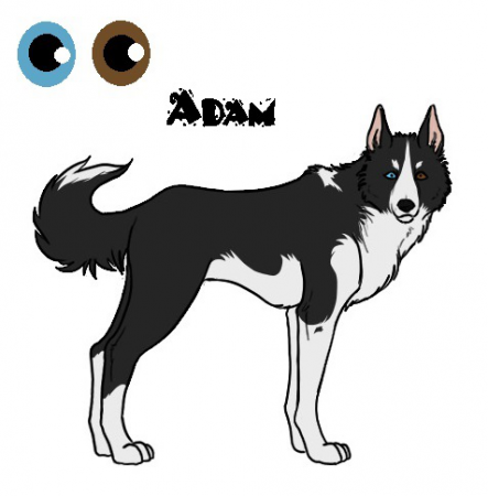 Detail Adam.