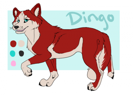 Detail ∴Dingo∴