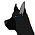 Ash (Bearpelt)